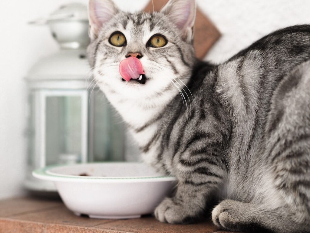 Choosing the Right Cat Food