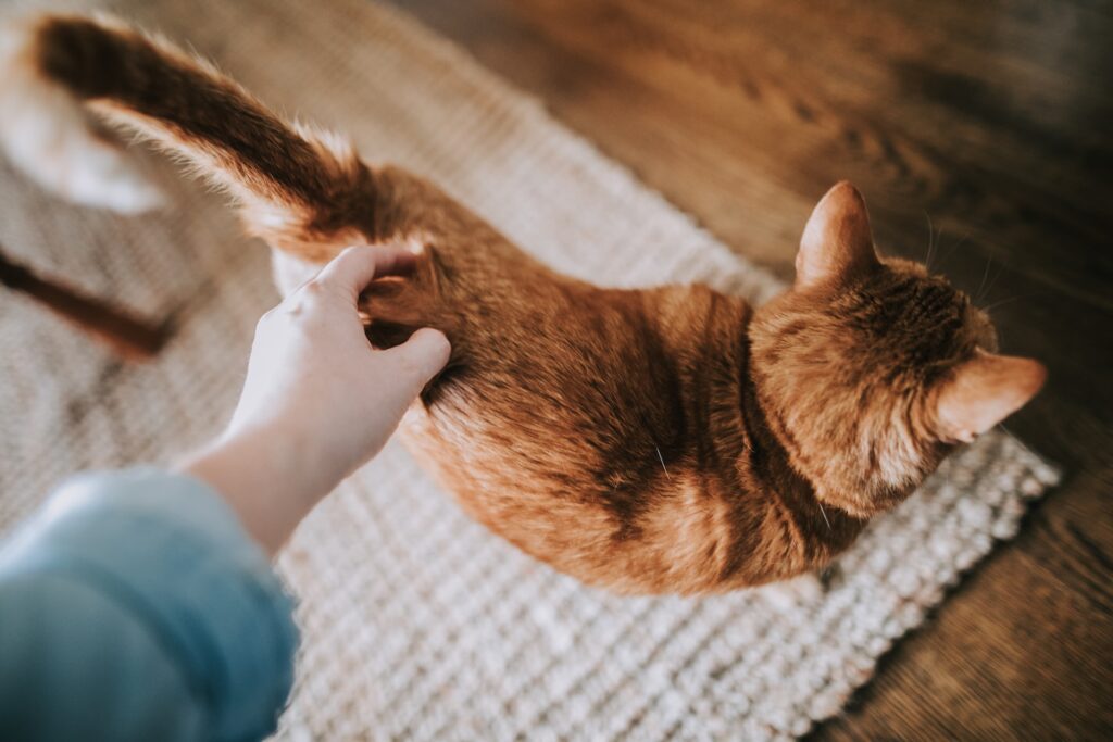 Consulting with Your Vet for Optimal Cat Nutrition