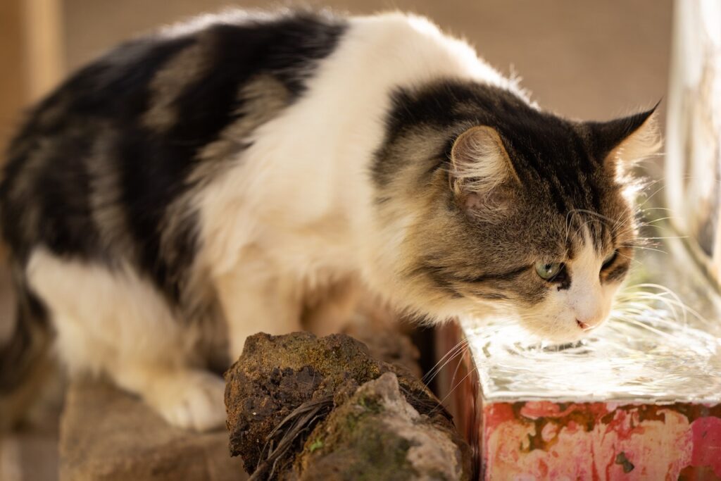 How Much Water Does Your Cat Need