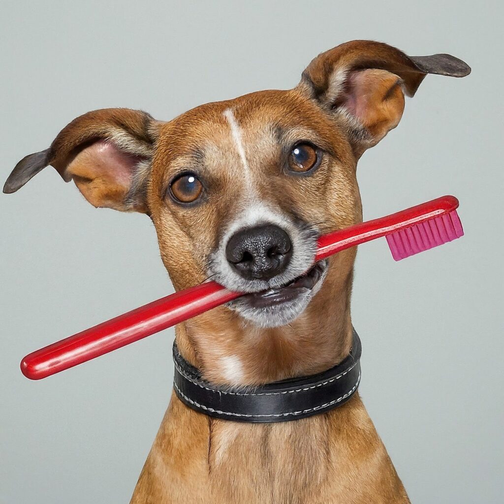 How Often To Brush Dog Teeth