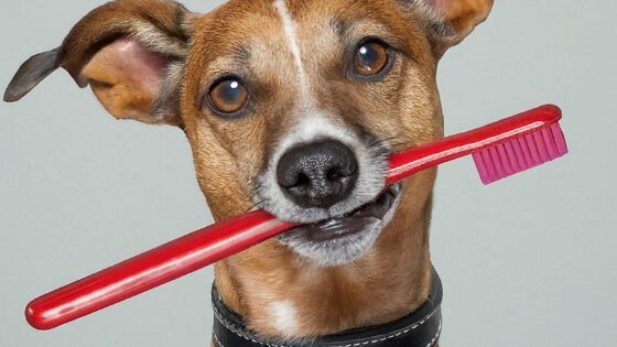 How Often To Brush Dog Teeth