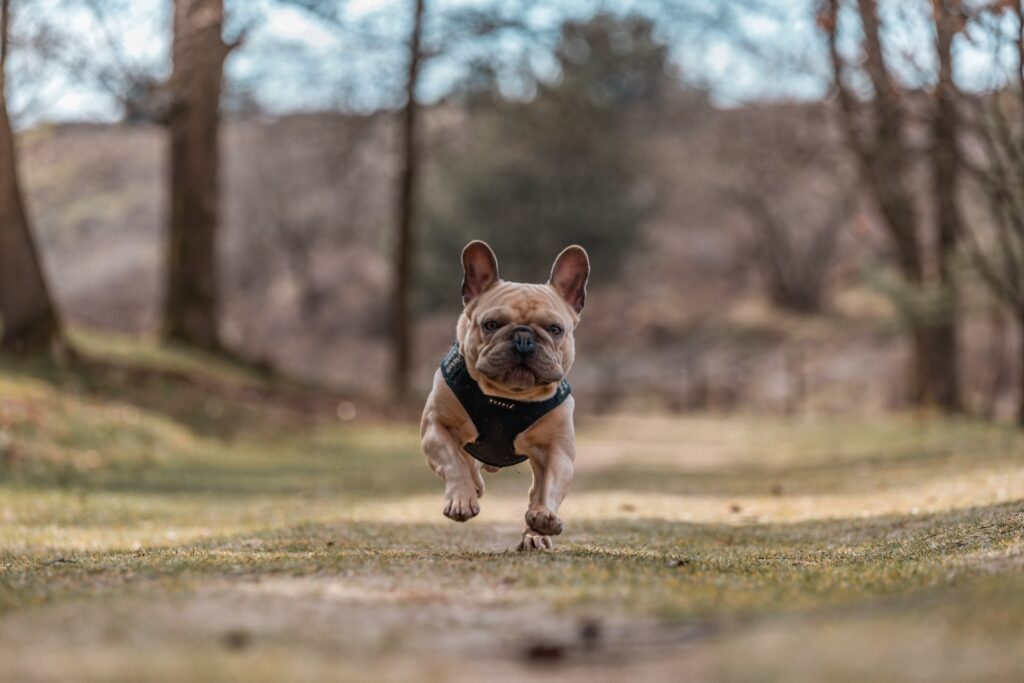 Overcoming Barriers to Regular Exercise for Your Dog