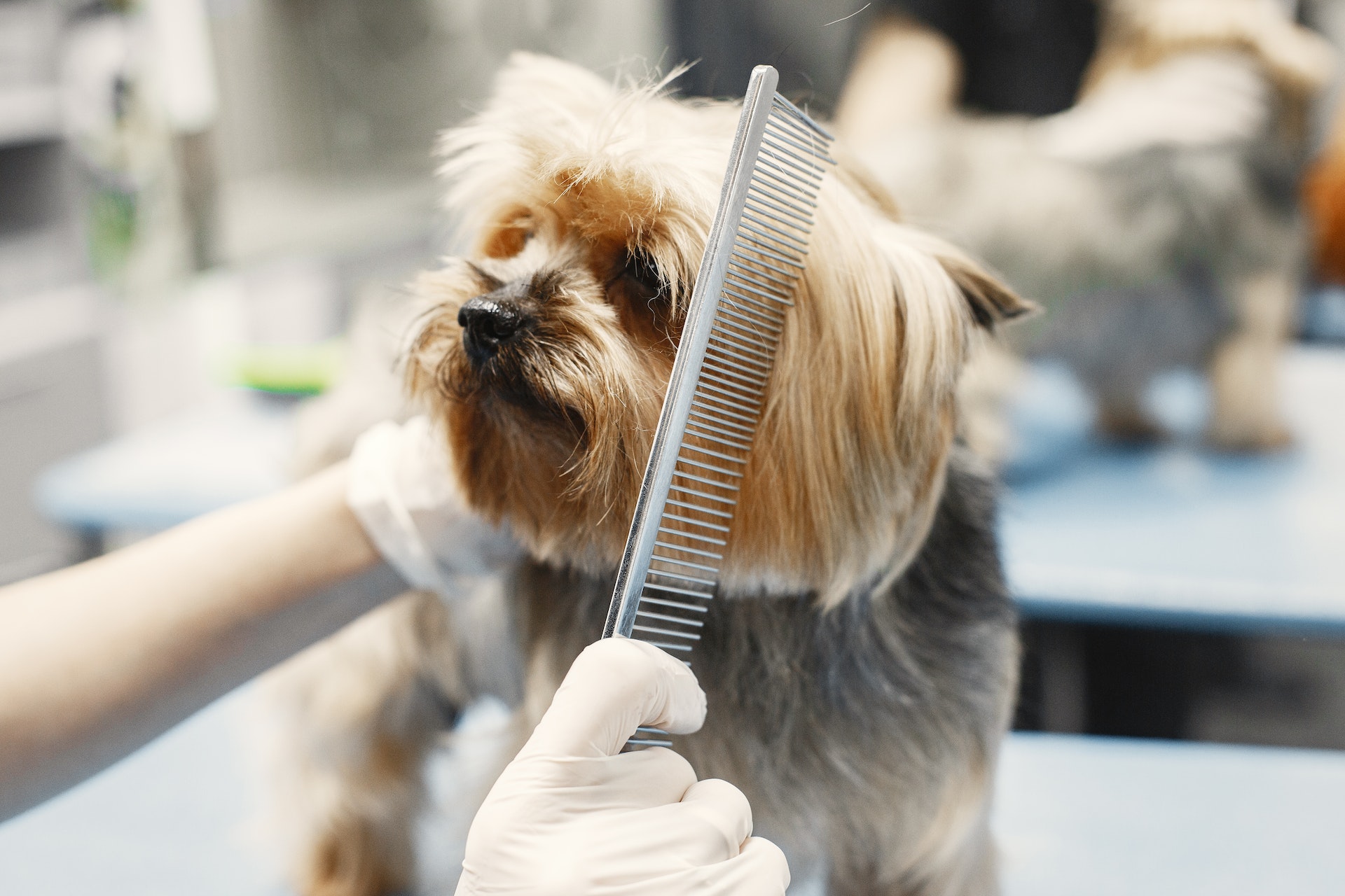 The Benefits Of Pet Grooming