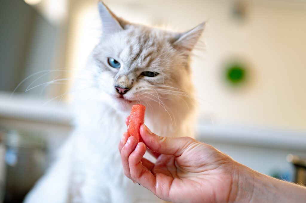 The Benefits and Risks of Homemade Cat Food