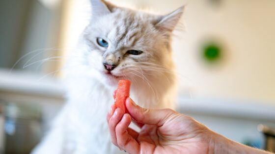 The Benefits and Risks of Homemade Cat Food