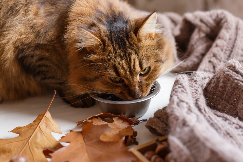 The Importance of Hydration for Cats