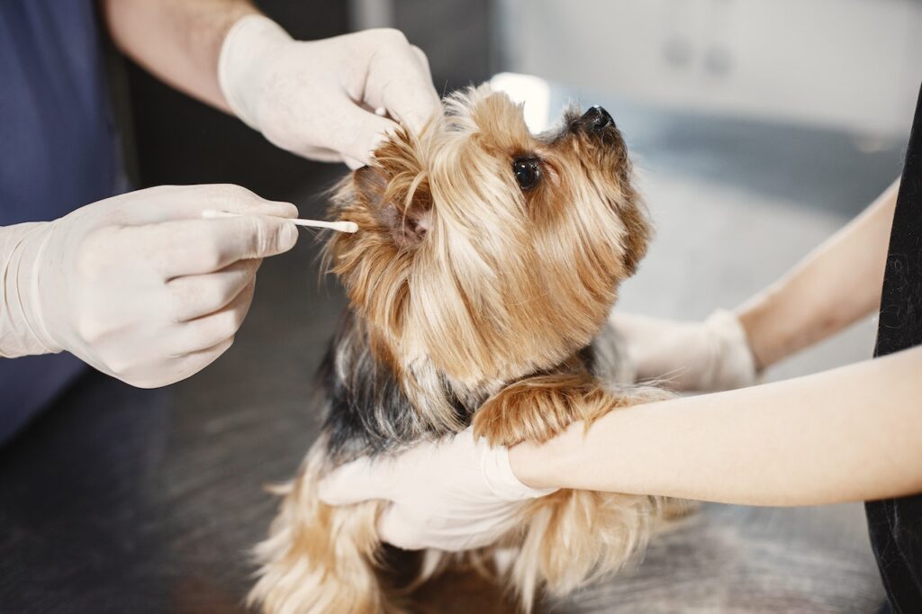 The Importance of Regular Vet Check-Ups for Your Dog - How Often Should You Visit the Vet