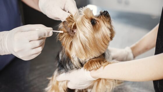 The Importance of Regular Vet Check-Ups for Your Dog - How Often Should You Visit the Vet