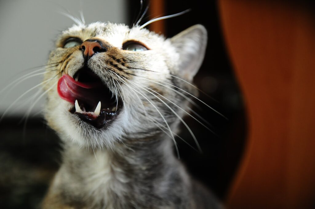 The Truth About Grain-Free Cat Food