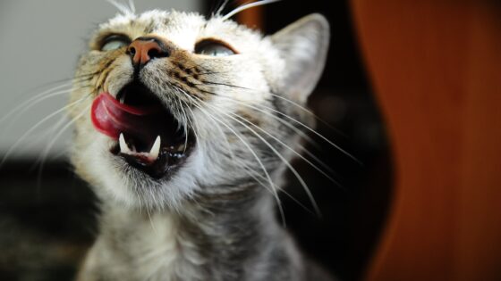 The Truth About Grain-Free Cat Food