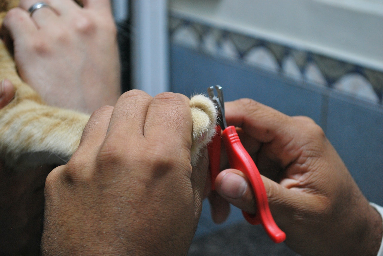 Types Of Pet Grooming Services