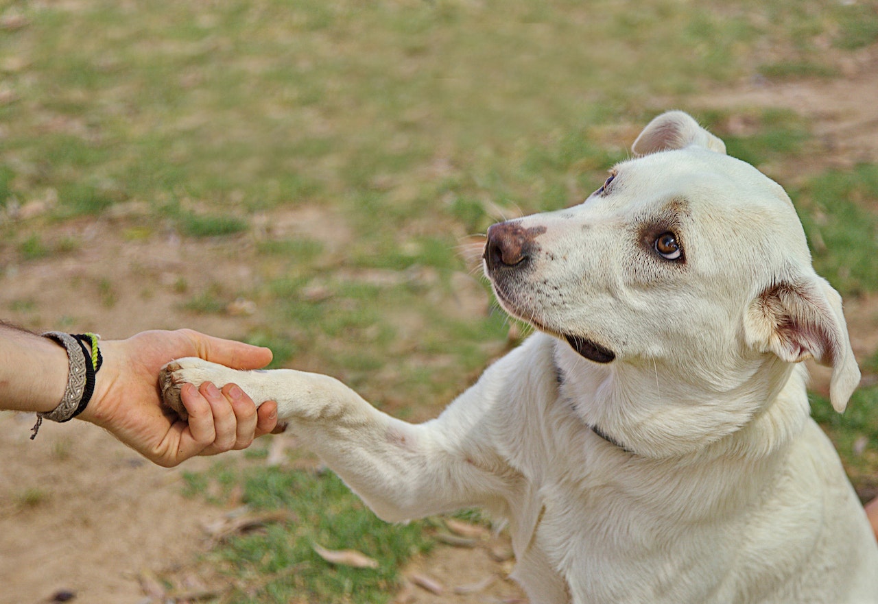 Types Of Pet Training