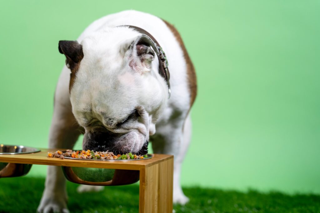 Understanding the Importance of Nutrition for Your Dog's Health