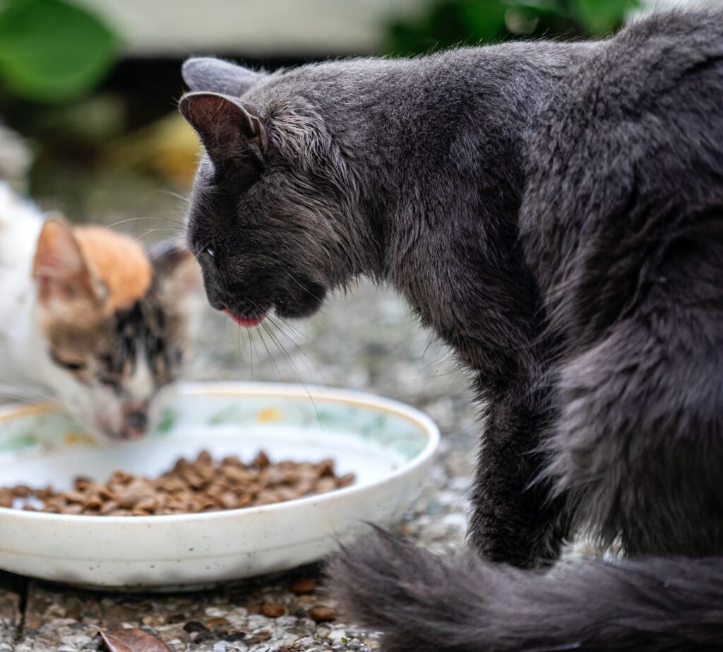 What's in Your Cat's Food Understanding Ingredient Labels