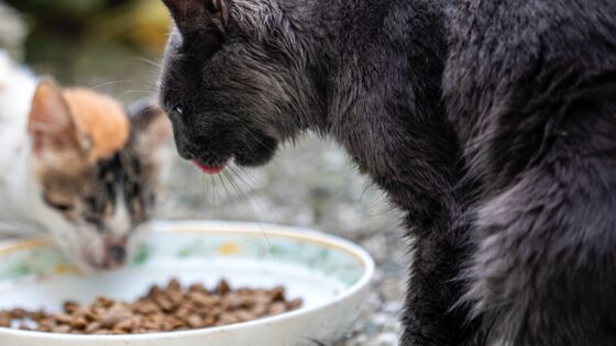 What's in Your Cat's Food Understanding Ingredient Labels