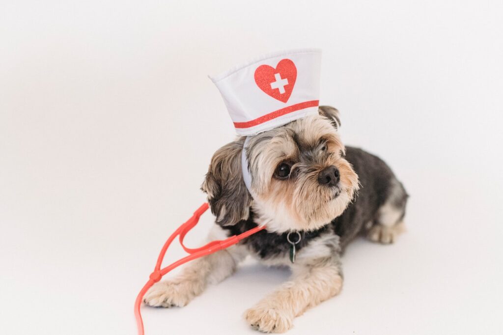 When to Seek Professional Veterinary Help for Chronic Conditions in Dogs