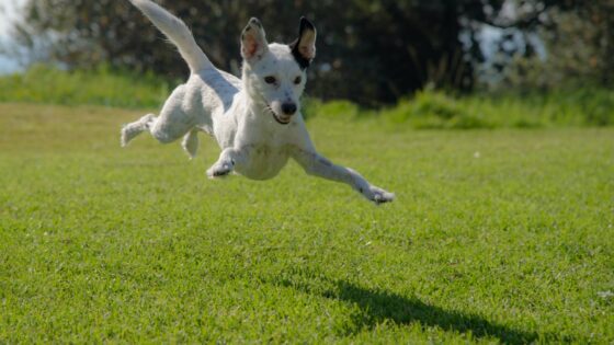 Why Exercise is Important for Your Dog's Health