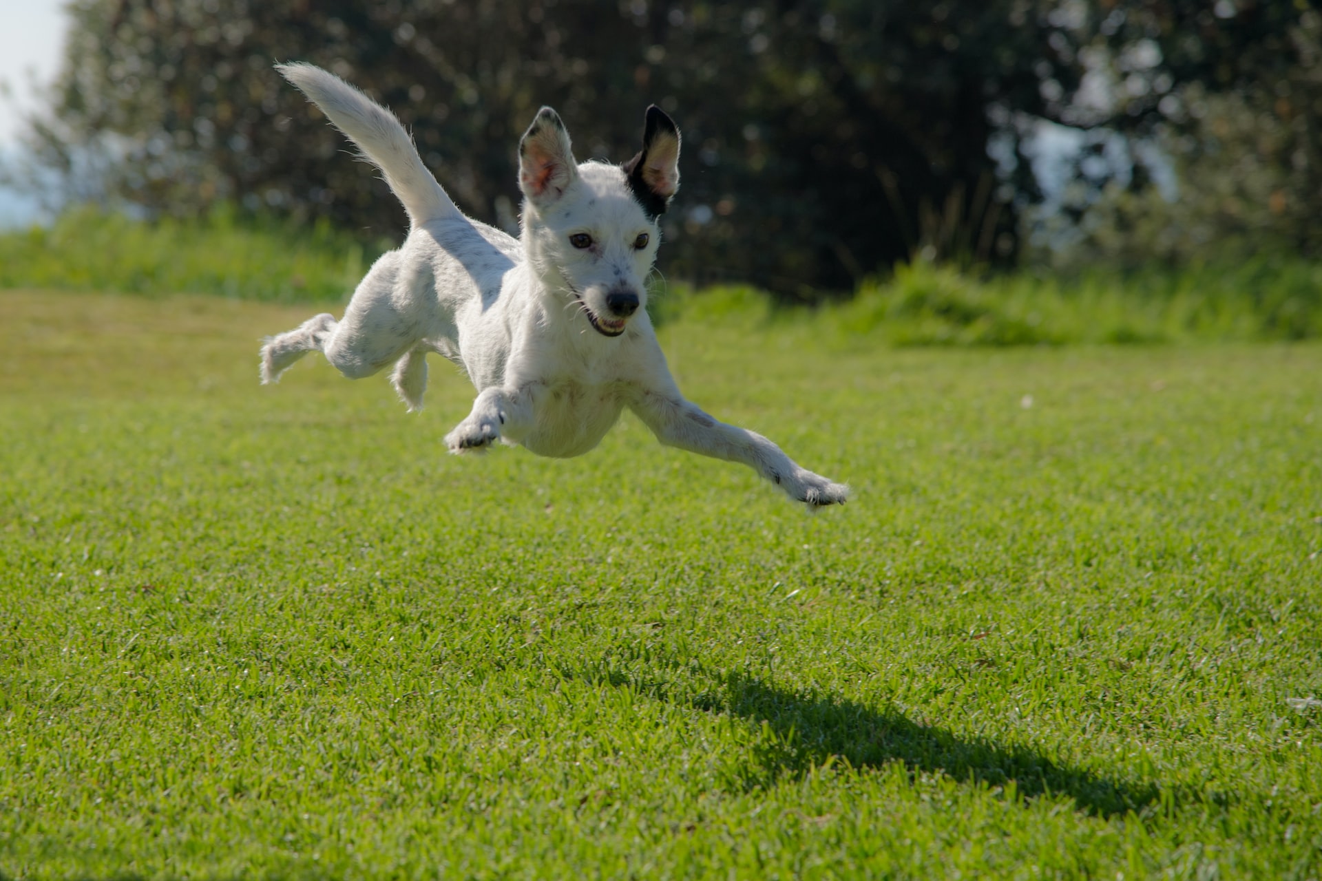 Why Exercise is Important for Your Dog's Health