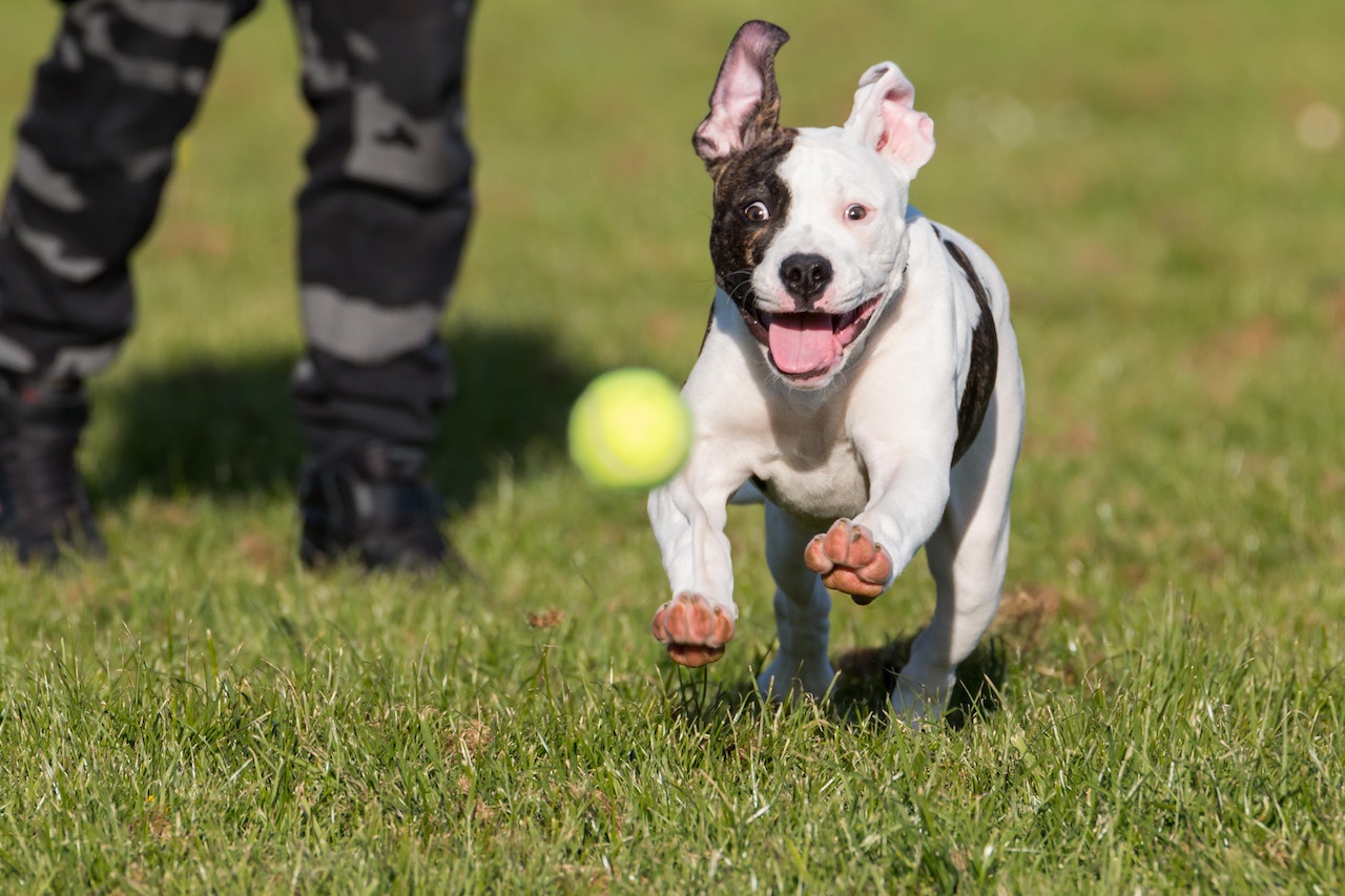 American Bulldog Training Tips: How to Train Your Bully