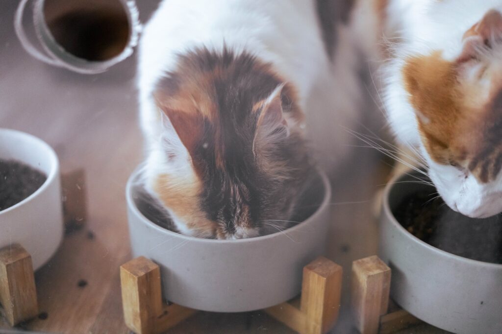 Can Cats Eat Dog Food? Experts Weigh In