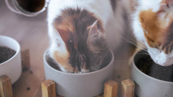 Can Cats Eat Dog Food? Experts Weigh In