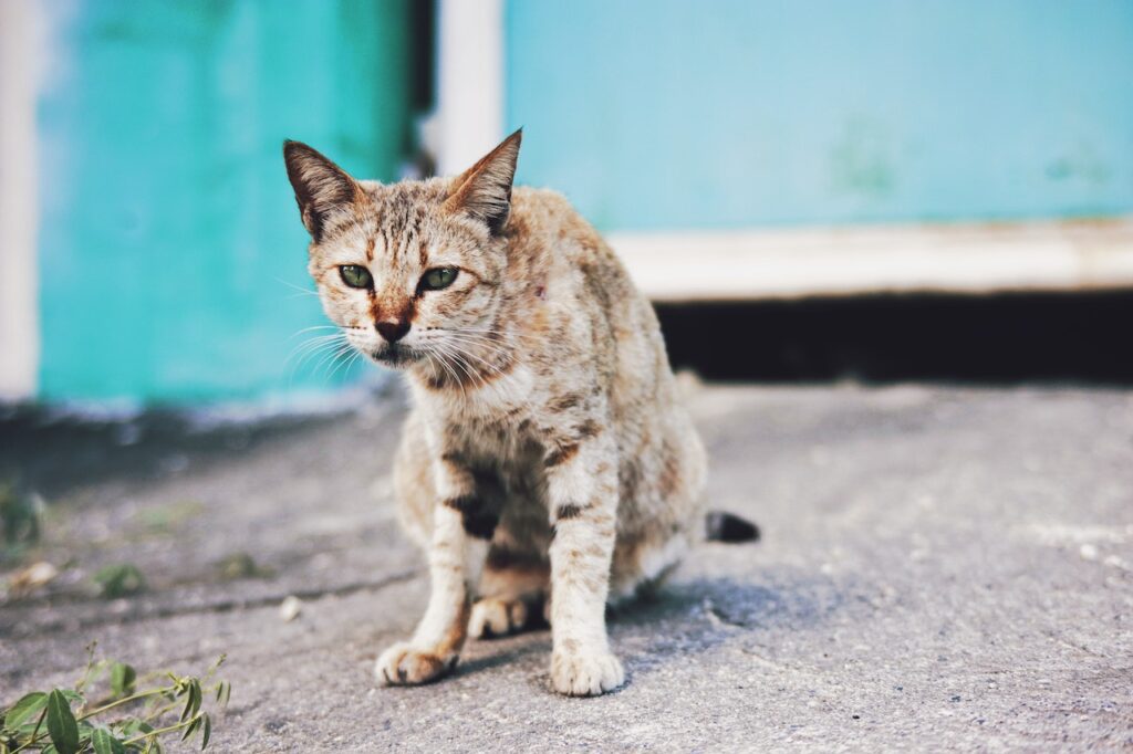 Tips for Feeding Senior Cats