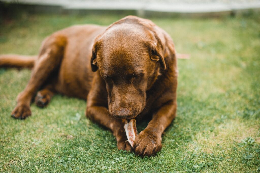 Choosing the Best Diabetic Dog Food