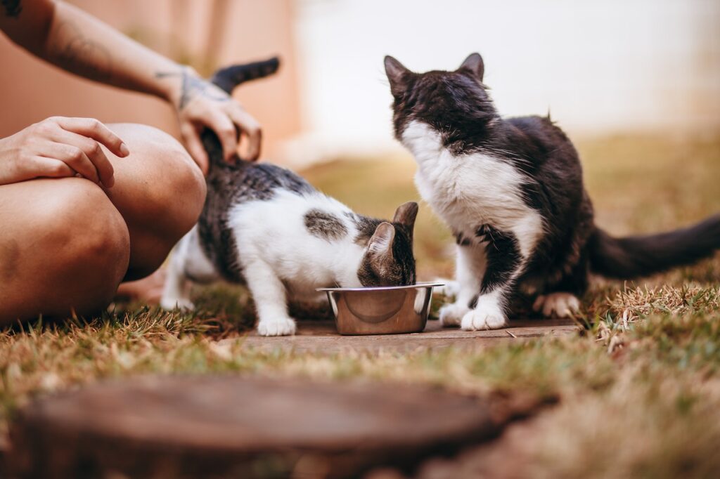 Ensuring a Healthy Diet for Your Feline Friend.