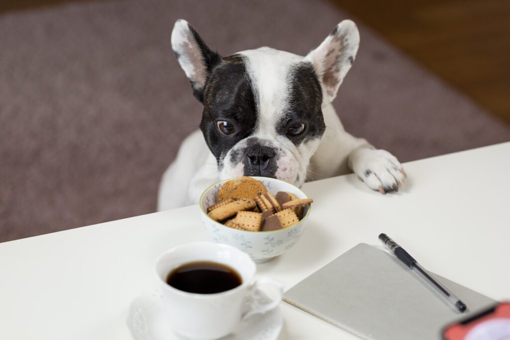 Choosing the Best Diabetic Dog Food: Tips and Tricks