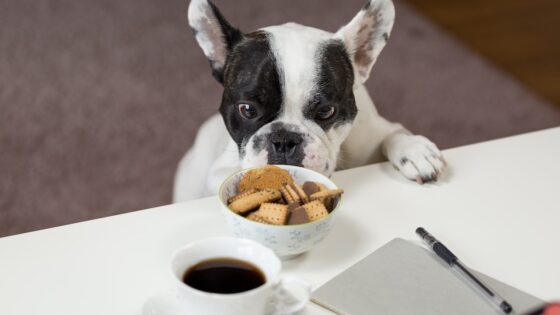 Choosing the Best Diabetic Dog Food: Tips and Tricks