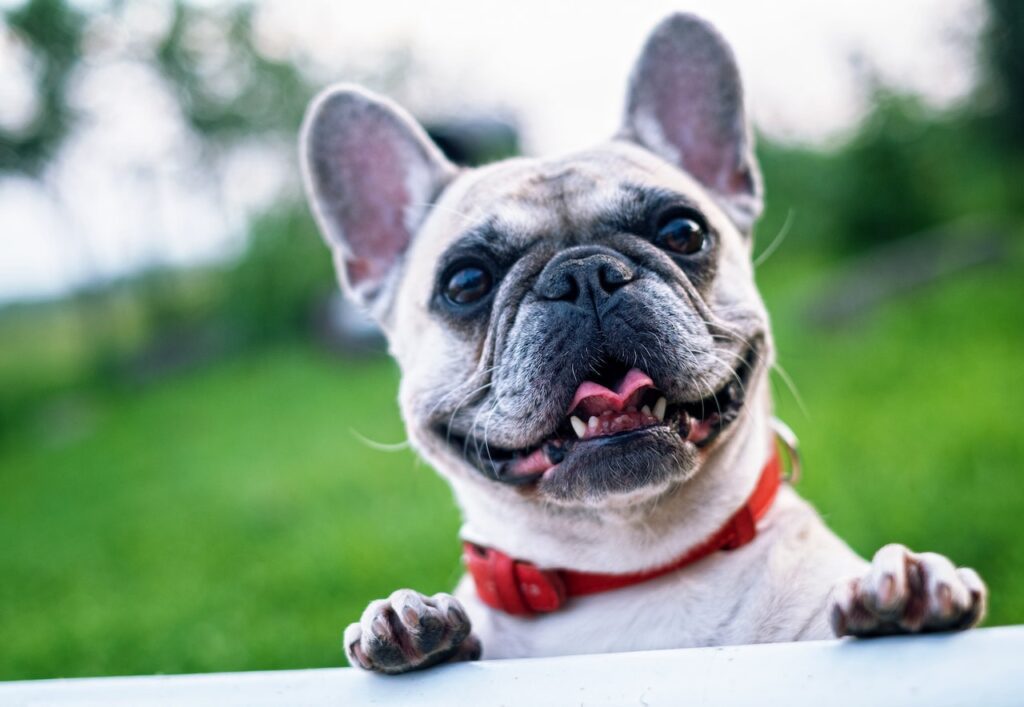 French Bulldogs Deserve the Best: Choosing the Right Dog Food