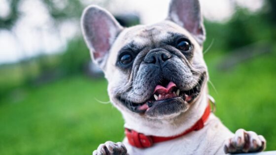 French Bulldogs Deserve the Best: Choosing the Right Dog Food