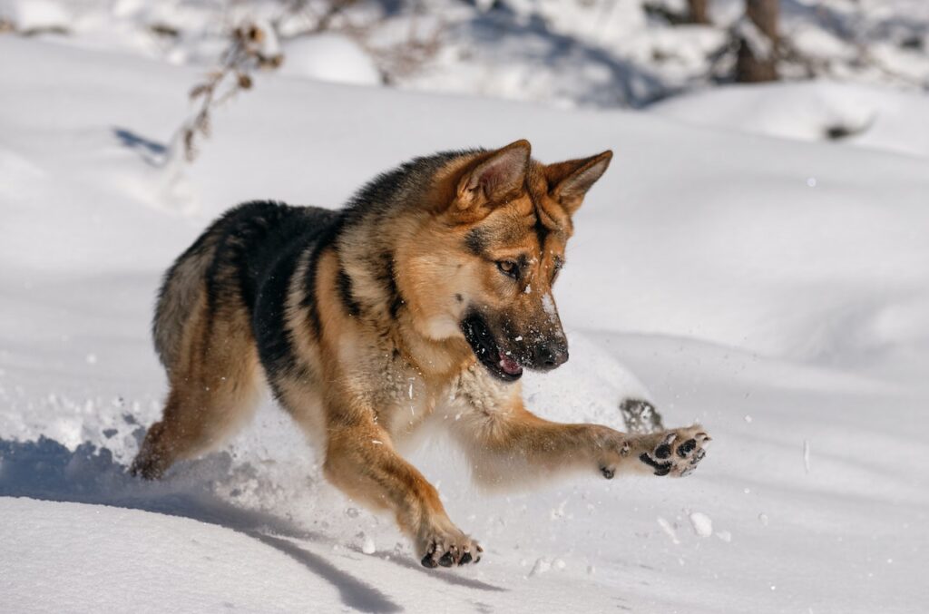 german commands for dog training