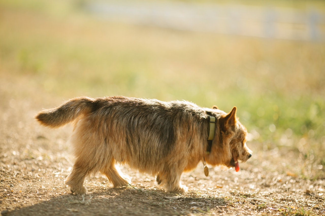 Heel - Understanding the Command in Dog Training