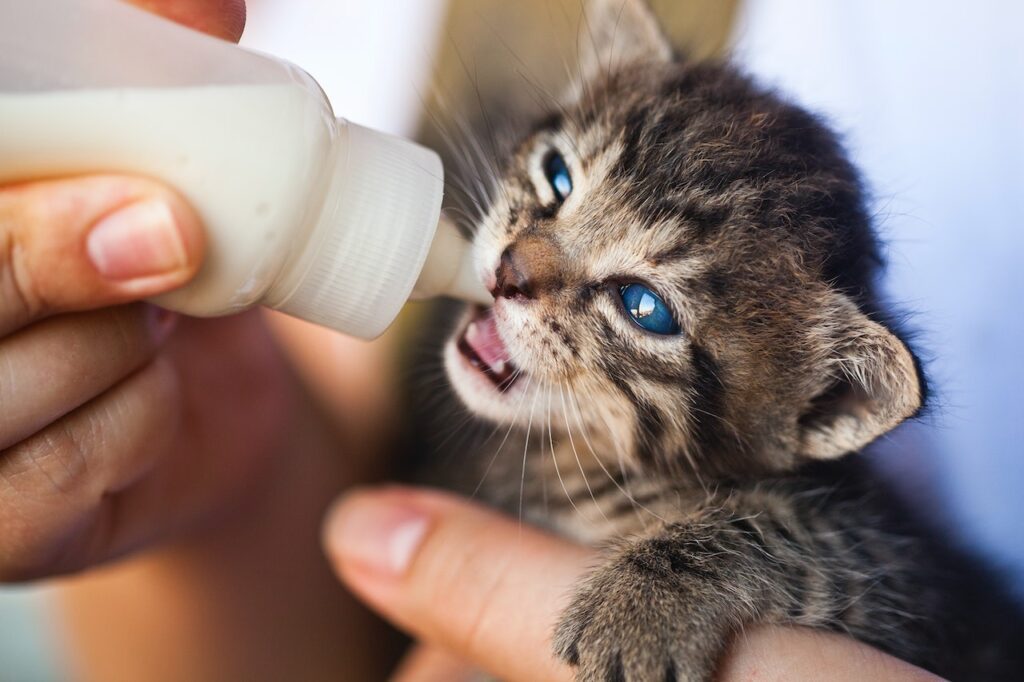 Making the Right Nutritional Choices for Your Kitten