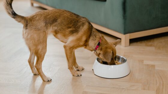 Best dog food to gain weight