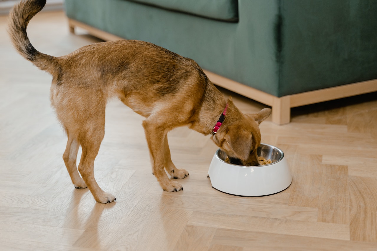 Best dog food to gain weight