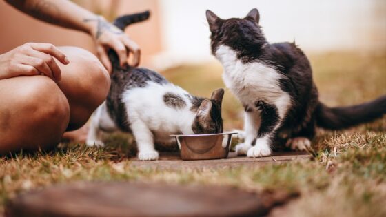 Sensitive Stomachs in Cats - Choosing the Best Food for Your Feline