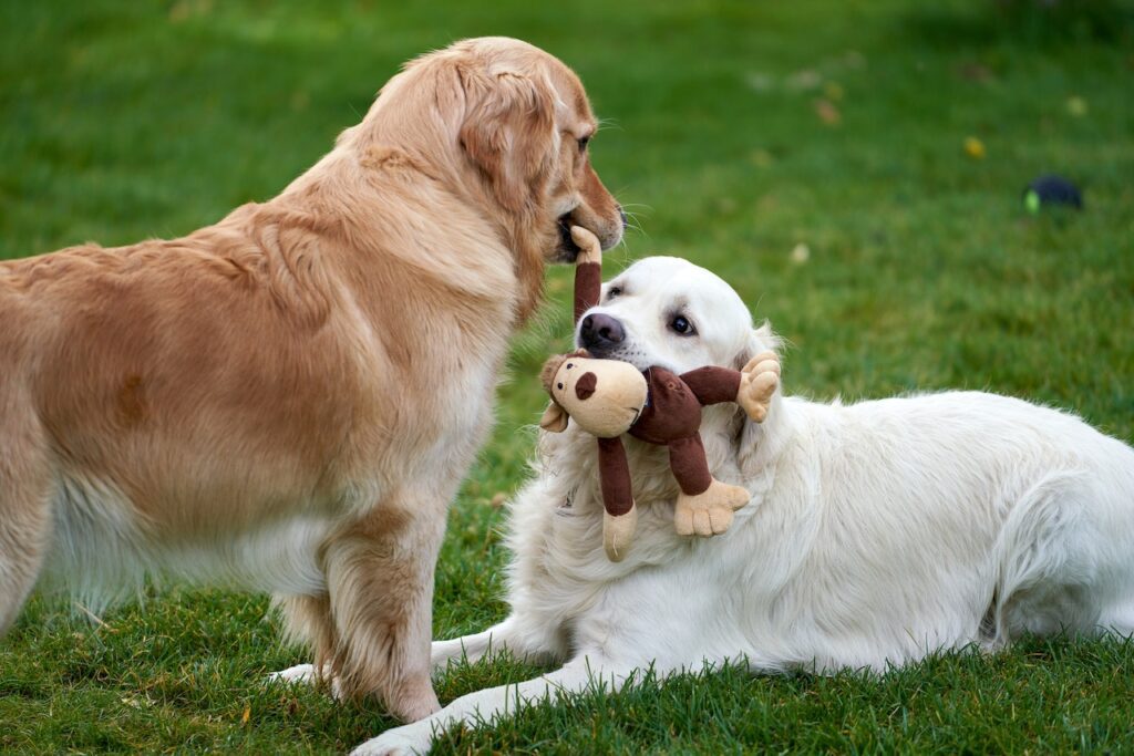 Tips for using a spray bottle for dog training