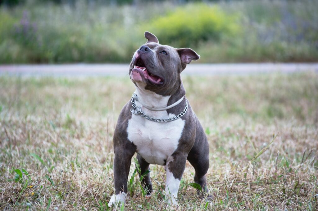 Top 5 Best Dog Foods for Pitbulls