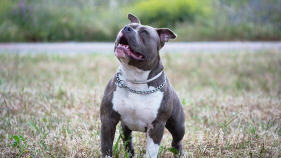 Top 5 Best Dog Foods for Pitbulls