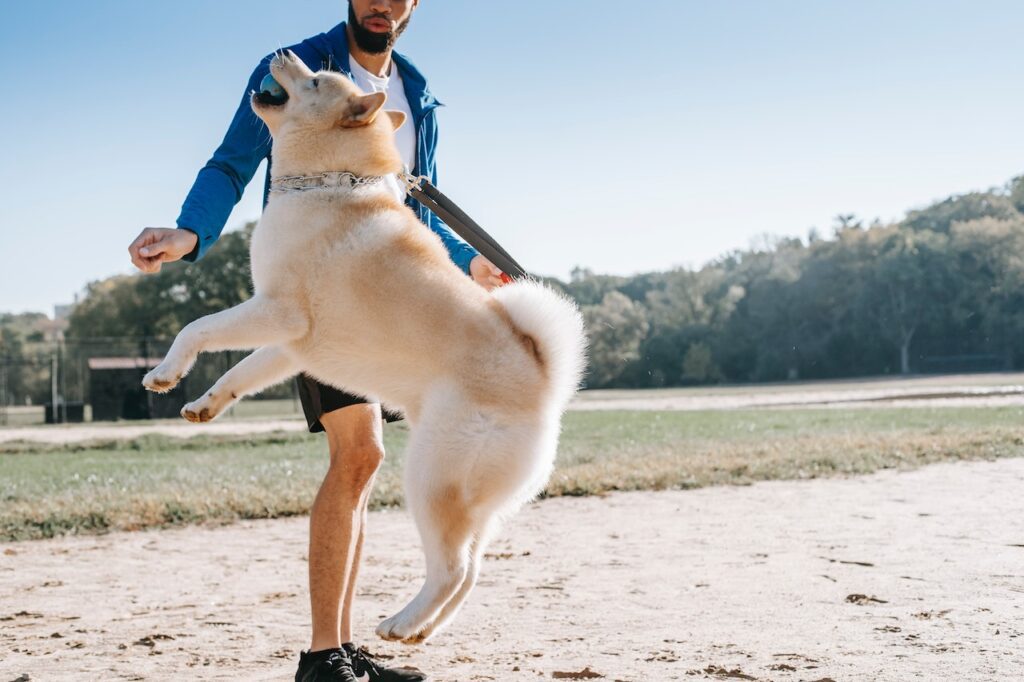 Top Dog Training Books for a Well-Trained Pup