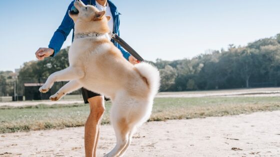 Top Dog Training Books for a Well-Trained Pup