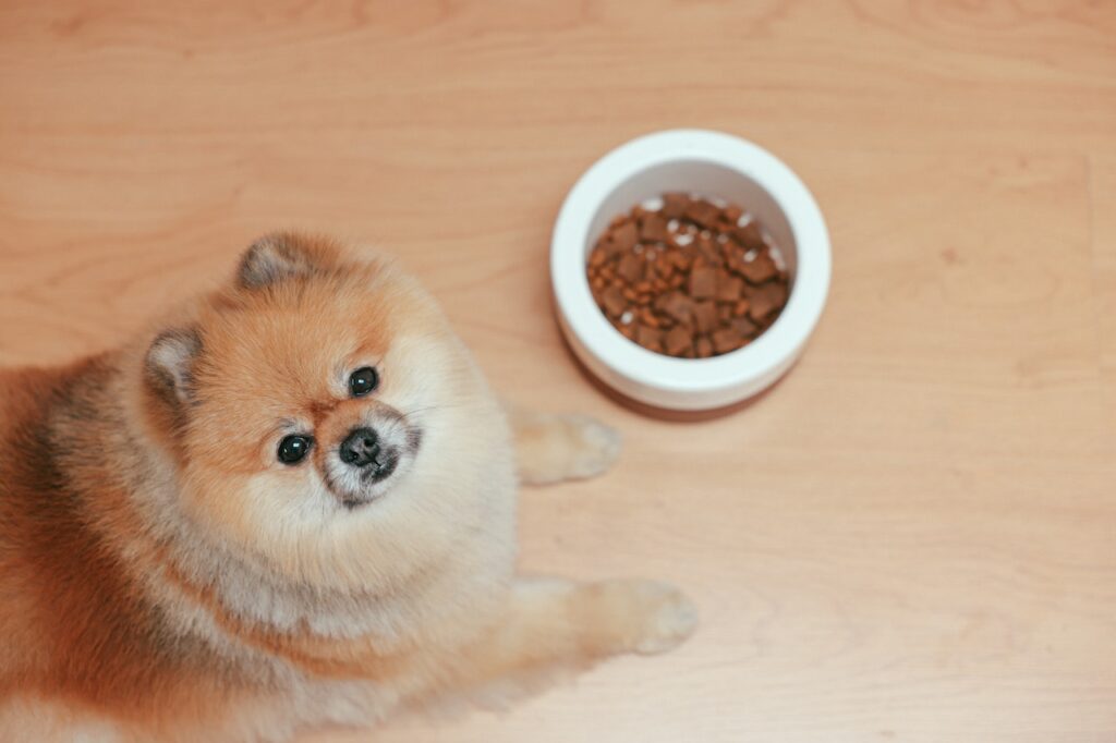 Wet Dog Food vs Dry Dog Food