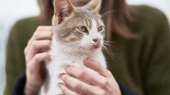 Why Pet Adoption Applications Get Denied: Understanding the Reasons