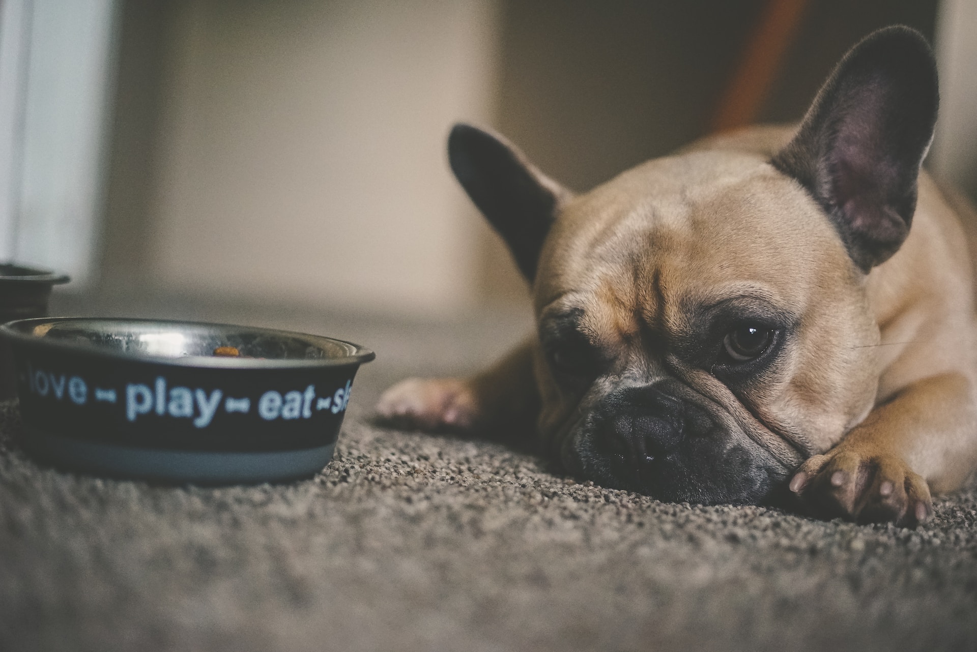 What Is Pet Nutrition, And Why Does It Matter