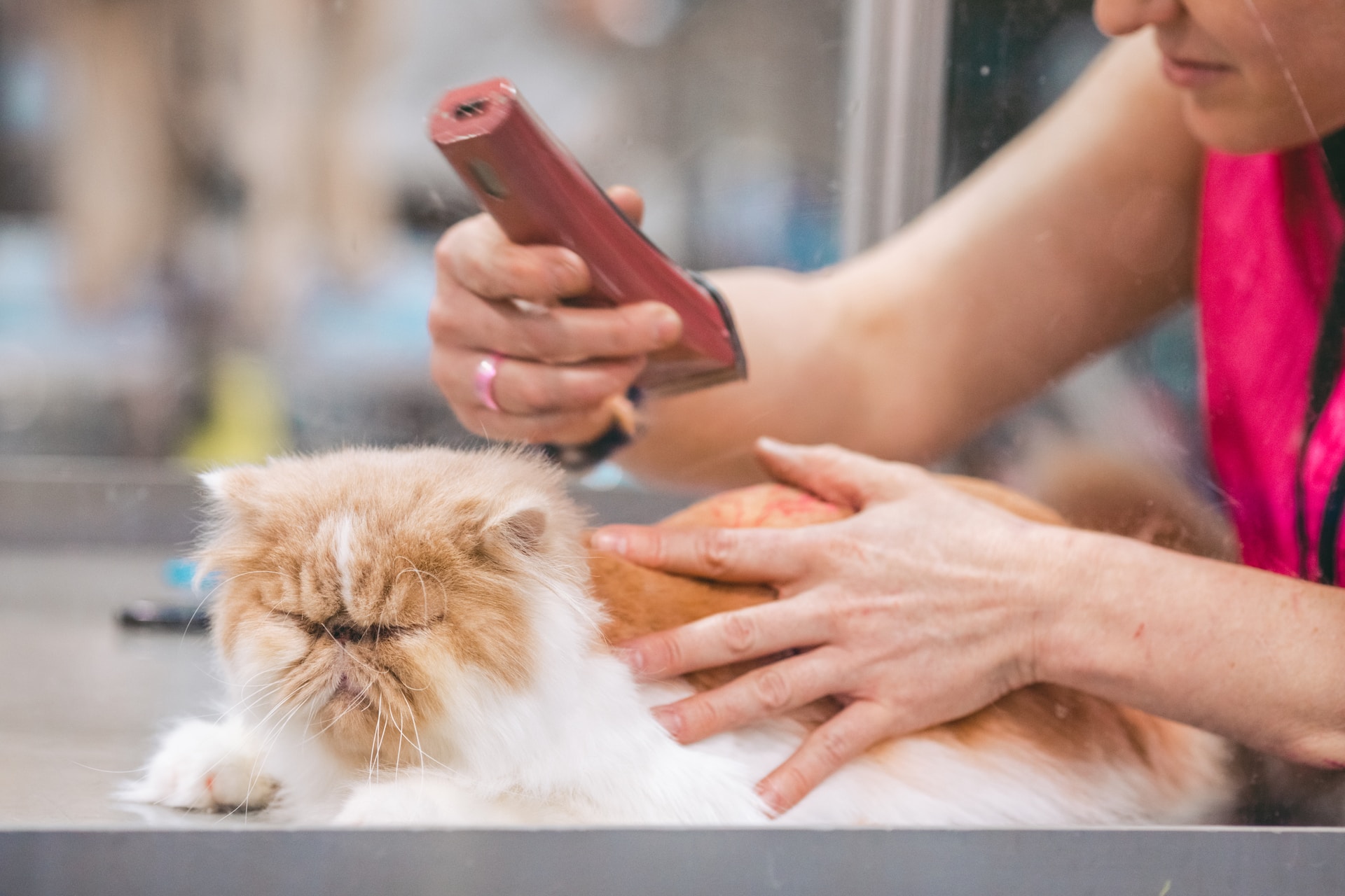 Why pet grooming is important