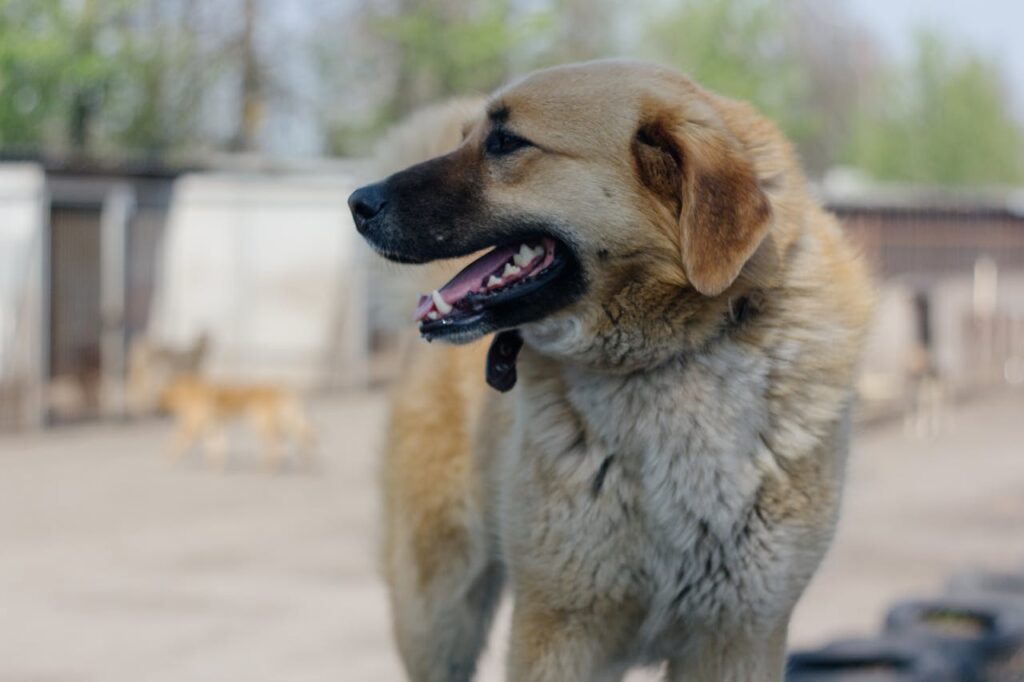 Anatolian Shepherd: best guard dog breeds