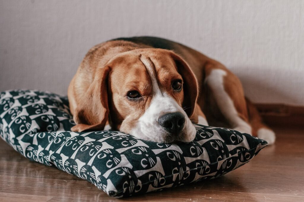 Beagle - Cheapest Dog Breeds