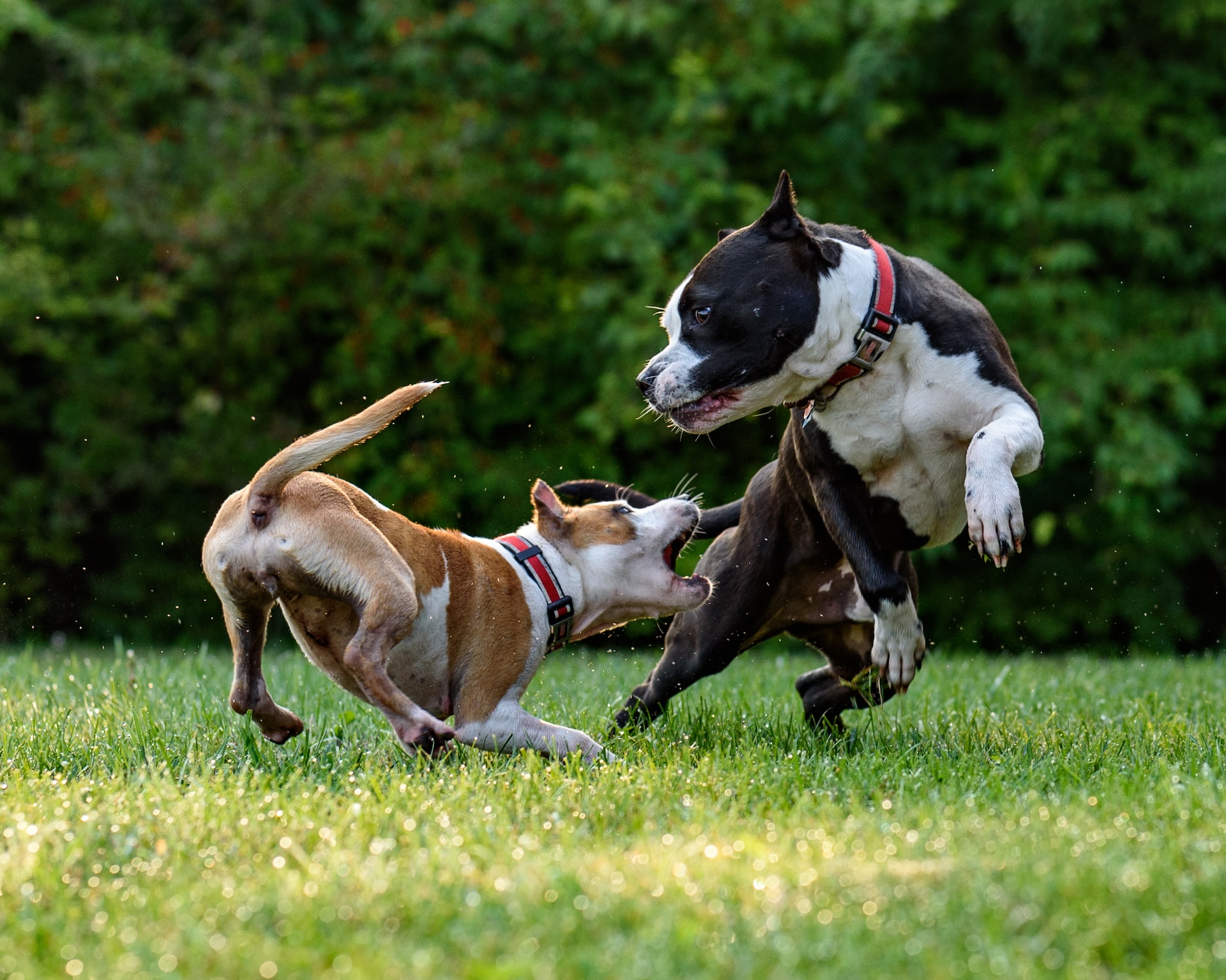 Best Guard Dog Breeds